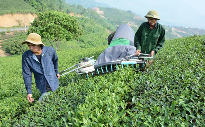 Nông dân xã Suối Giàng, huyện Văn Chấn thu hái chè bằng máy.