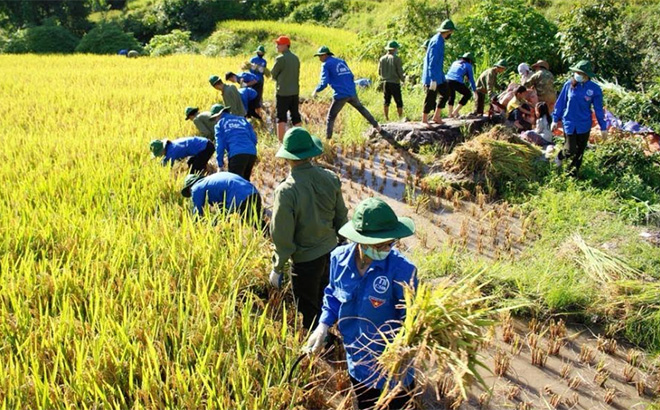 Đoàn viên, thanh niên huyện Trạm Tấu giúp dân thu hoạch lúa tại xã Bản Mù.