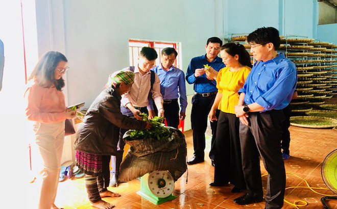 Liên minh HTX Việt Nam, Liên minh HTX tỉnh Yên Bái và Tổ chức Lao động quốc tế (ILO) thăm và làm việc với HTX Suối Giàng, huyện Văn Chấn - mô hình HTX đang hoạt động hiệu quả trên địa bàn tỉnh Yên Bái.