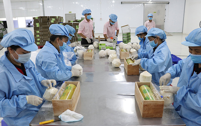 Chế biến dừa xuất khẩu tại nhà máy đóng gói Công ty Vina T&T Group, huyện Châu Thành (Bến Tre).