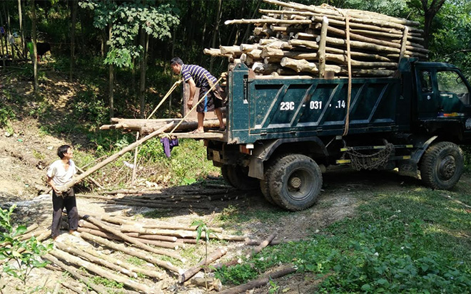 Nhân dân thôn Đồng Tâm, xã Châu Quế Thượng khai thác rừng trồng.