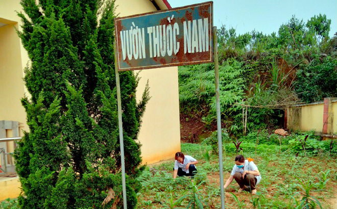 Cán bộ Trạm Y tế xã Phú Thịnh chăm sóc vườn thuốc nam.