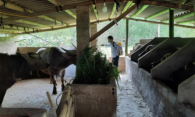 Các hộ dân ở xã Lâm Thượng, huyện Lục Yên phun tiêu độc khử trùng phòng chống bệnh dịch viêm da nổi cục ở trâu, bò.