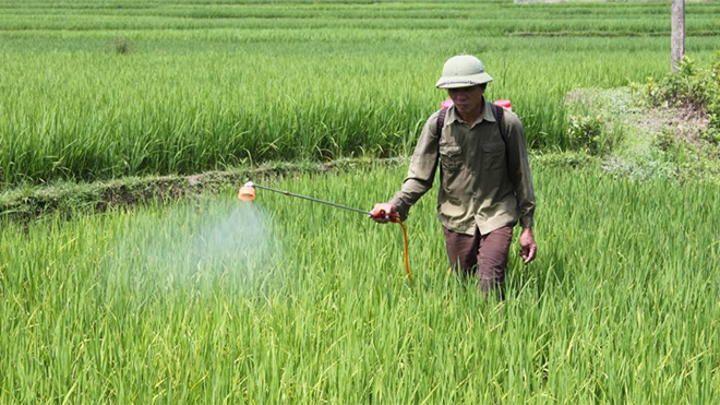 Nông dân xã Minh Xuân, huyện Lục Yên phun thuốc bảo vệ thực vật cho  lúa xuân.