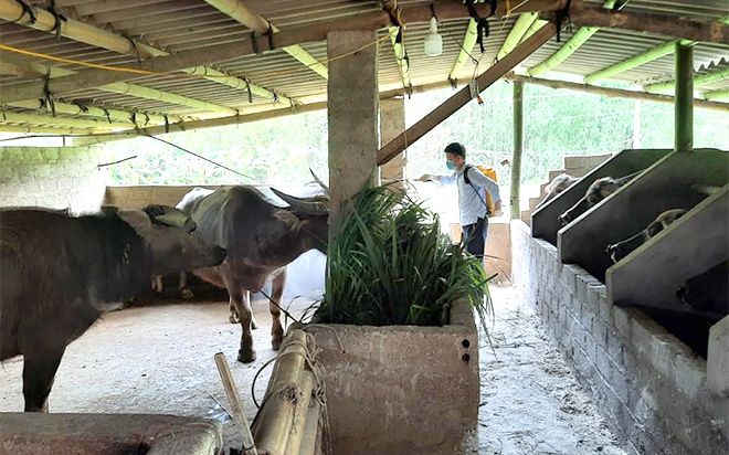 Người chăn nuôi ở Lục Yên đã áp dụng nghiêm các biện pháp kỹ thuật chăn nuôi an toàn sinh học (ảnh minh họa).