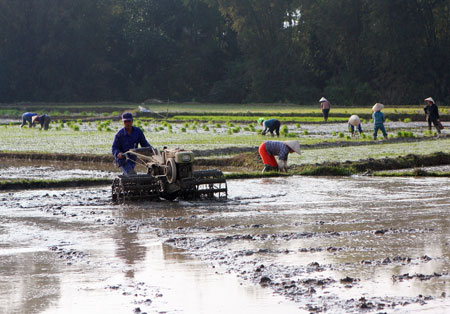 Nông dân huyện Văn Chấn đưa cơ giới vào đồng ruộng làm đất gieo cấy vụ mùa.