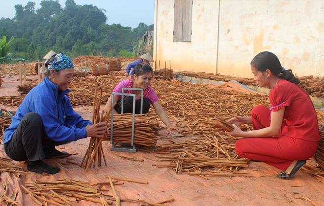 Hội viên Hội Phụ nữ huyện Văn Yên chế biến các sản phẩm từ quế đưa ra thị trường tiêu thụ.