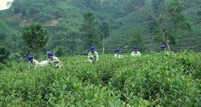 Thành viên Hợp tác xã Chè Khe Năm thu hái chè xuân.