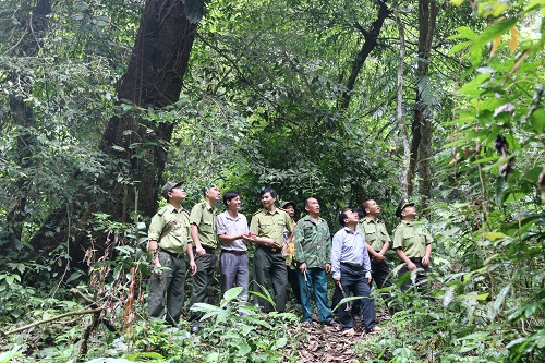 Cán bộ Hạt Kiểm lâm huyện Văn Yên phối hợp với cán bộ và người dân xã Nà Hẩu tuần tra, bảo vệ rừng nguyên sinh.