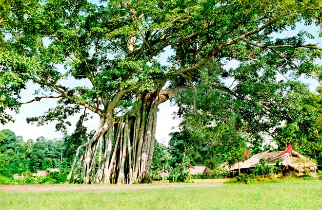 Cây Đa lịch sử Tân Trào-Tuyên Quang