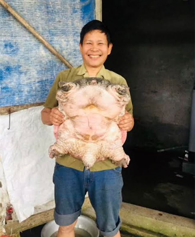 Một con ba ba gai thương phẩm nặng gần 20 kg, trị giá hơn 10 triệu đồng của gia đình anh Nguyễn Văn Cường.
