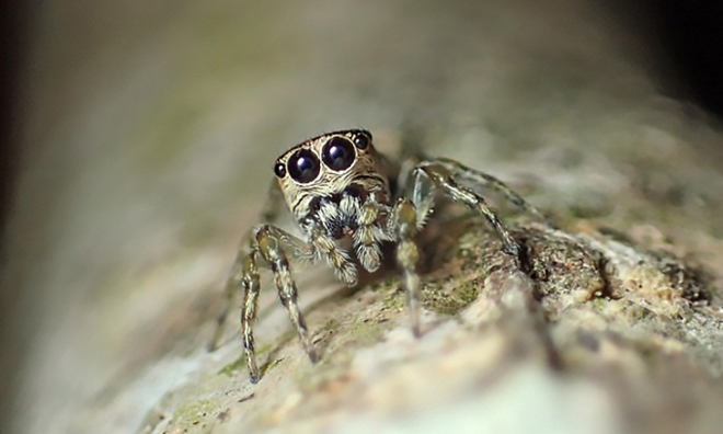 Nhện Guriurius minuano cái. Ảnh: Damián Hagopián