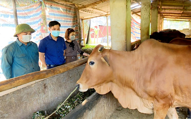 Mô hình chăn nuôi bò bán công nghiệp của gia đình anh Nguyễn Chí Hiếu ở thôn An Thái, xã Minh An.
