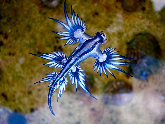 Sên biển “rồng xanh” (tên khoa học: Glaucus atlanticus) dạt vào bờ biển trên đảo Mustang, bang Texas, Mỹ. Nguồn: CNN.
