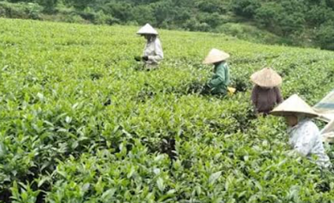 Hội viên phụ nữ xã Tân Thịnh, huyện Văn Chấn phát triển kinh tế hiệu quả với mô hình trồng chè sạch nhờ vốn vay Ngân hàng Chính sách xã hội.