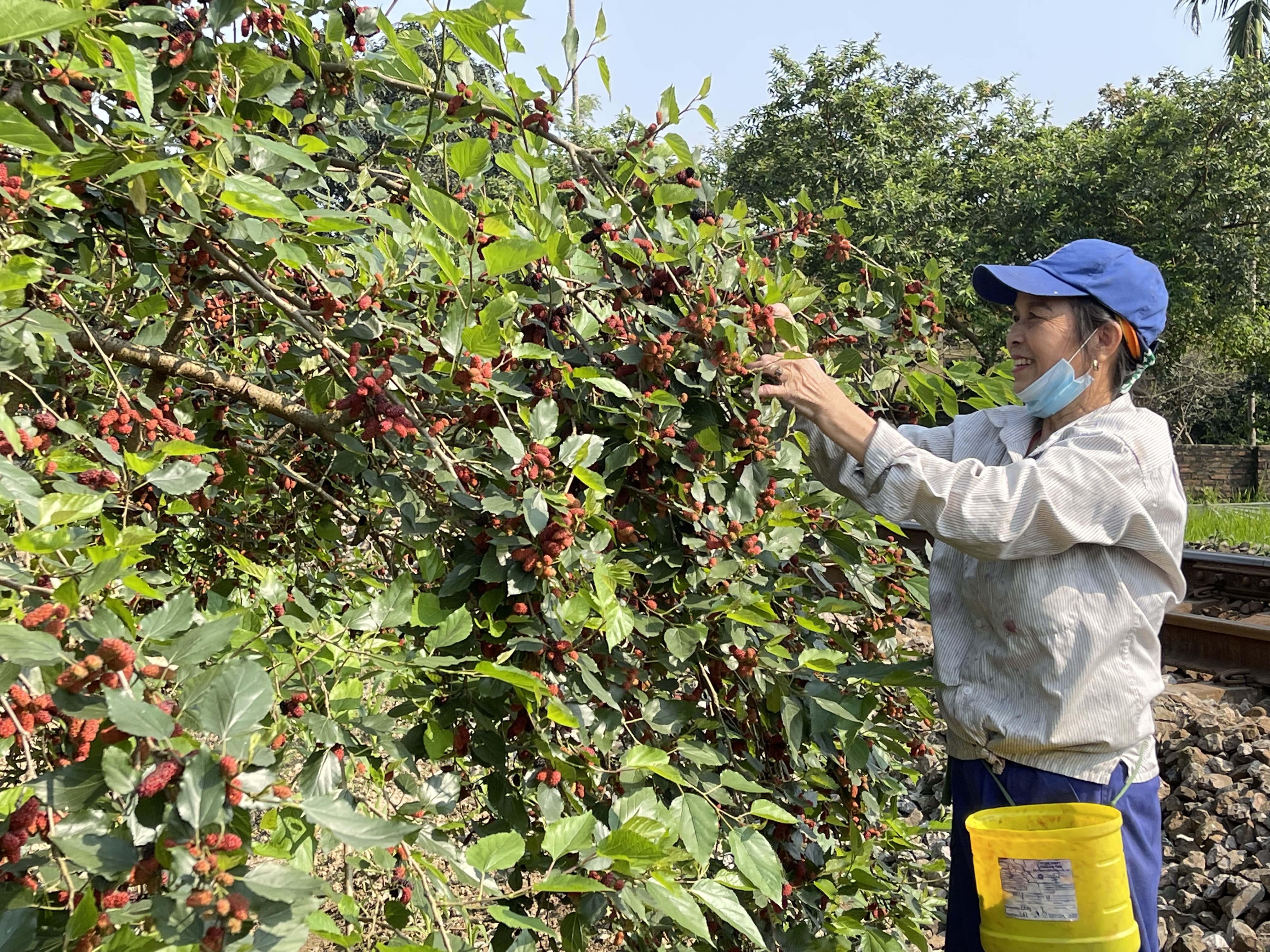 Năm nay, hộ bà Nguyễn Thị Hồng Tưởng được mùa dâu.