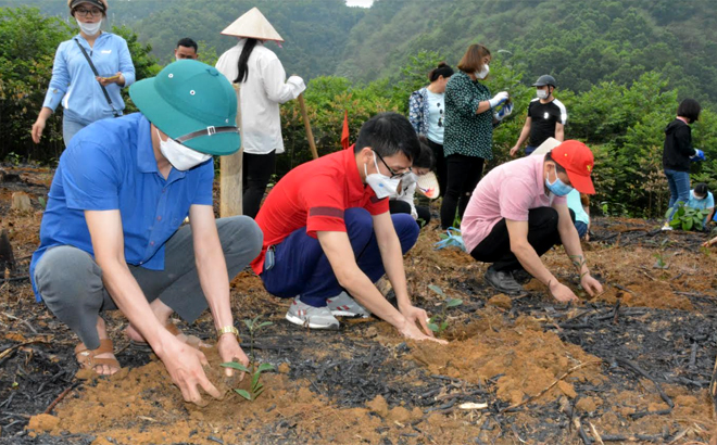 Cán bộ, công chức Trung tâm Truyền thông và Văn hóa huyện Yên Bình hỗ trợ và trồng giúp gia đình chị Lý Thị Hiền ở thôn Ngòi Ngù, xã Bảo Ái 3.000 cây quế.