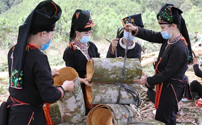 A group of ethnic minority women in Van Yen harvest raw cinnamon.