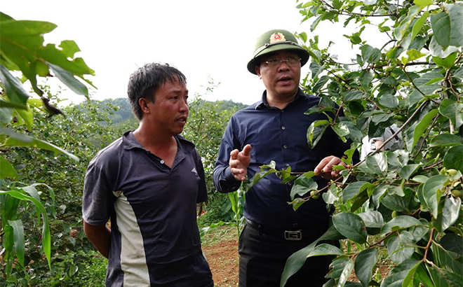 Đồng chí Nông Việt Yên - Bí thư Huyện ủy Mù Cang Chải nắm bắt hiệu quả mô hình trồng hồng không hạt tại xã Nậm Khắt.