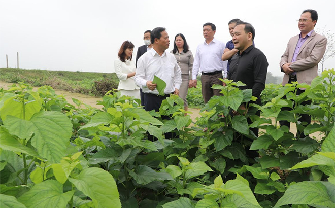 Đoàn công tác của tỉnh, huyện thăm cánh đồng trồng dâu xã Việt Thành