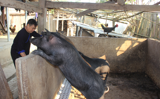 Ông Lý A Lù ở xã Lao Chải, huyện Mù Cang Chải thu về 200 triệu đồng sau 2 năm thực hiện mô hình chăn nuôi lợn bản địa hàng hóa.