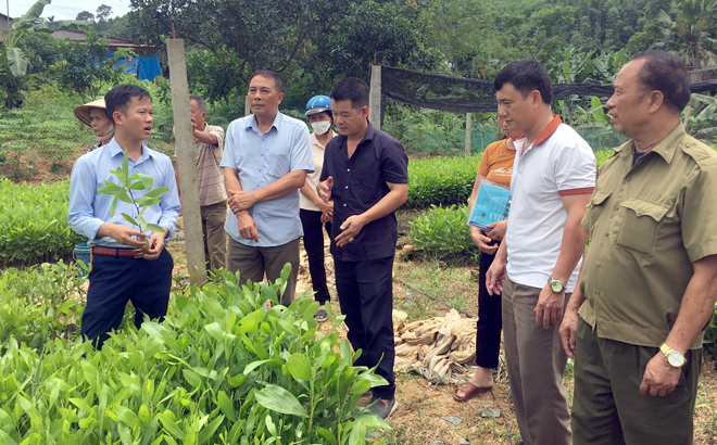 Hội Nông dân tỉnh phối hợp với Viện nghiên cứu Lâm sinh khảo sát đưa cây keo Úc vào trồng rừng gỗ lớn tại xã Phú Thịnh, huyện Yên Bình.