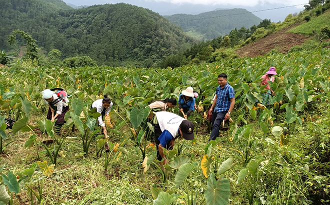 Người dân xã Xà Hồ chăm sóc khoai sọ nương.