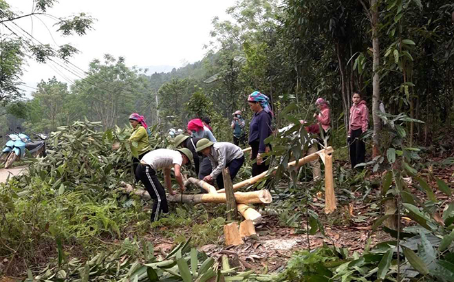 Người dân xã Phong Dụ Thượng chặt cây giao đất cho nhà thầu thi công đảm bảo tiến độ.