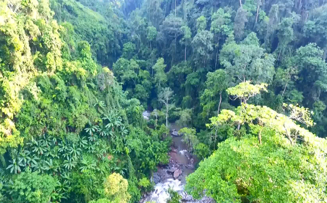 Rừng nguyên sinh Nà Hẩu.(Ảnh minh họa)