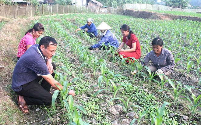 Hội viên Hội Nông dân huyện Văn Yên đưa các giống ngô mới năng suất, chất lượng cao vào sản xuất, hình thành vùng trồng ngô 6.000 ha.