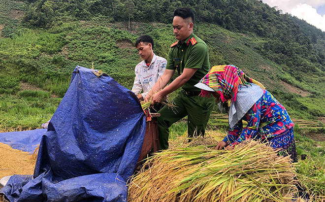 Công an xã Bản Mù, huyện Trạm Tấu giúp dân gặt lúa.