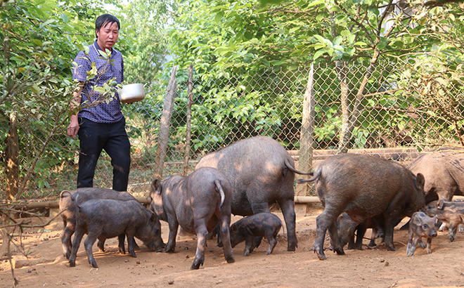 Mô hình chăn nuôi lợn lai lợn rừng của ông Thào A Phổng, bản Hua Khắt, xã Nậm Khắt mang lại thu nhập ổn định cho gia đình.