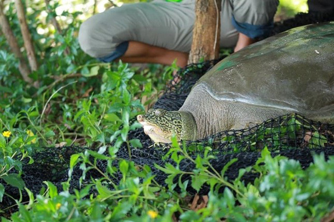 Cá thể rùa Hoàn Kiếm ở hồ Đồng Mô được bẫy bắt năm 2020.