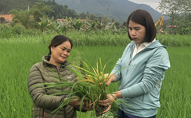 Cán bộ khuyến nông viên huyện Yên Bình hướng dẫn người dân cách phát hiện và phòng trừ sâu bệnh.