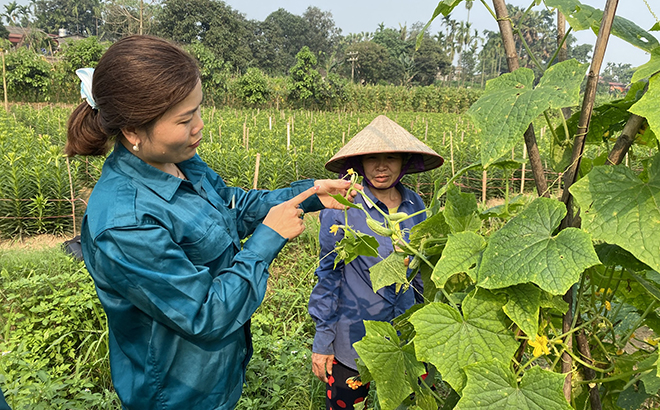 Bà Nguyễn Thị Nguyên ở thôn Tuy Lộc, xã Văn Phú trồng dưa chuột theo hướng an toàn sinh học.