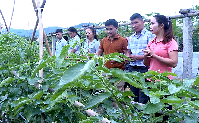 Các học viên tham quan thực tế mô hình trồng rau an toàn tại thôn Đồng Phú, thị trấn Yên Thế.