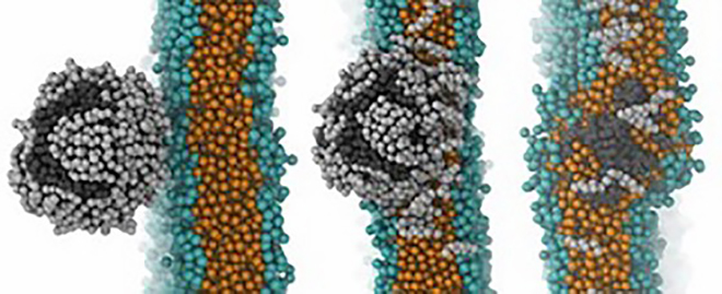 Mô hình các phân tử nhựa và cholesterol vượt qua hàng rào máu não. Ảnh: NANOMATERIALS.