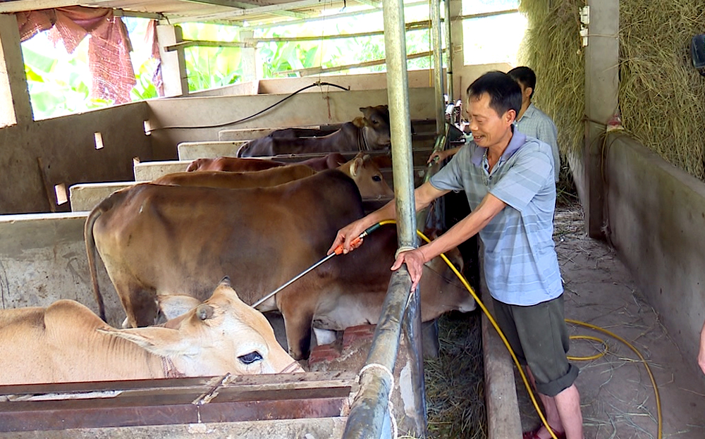 Quý I/2024, số bò xuất chuồng đạt 1.975 con, tăng 4,44% so với cùng kỳ