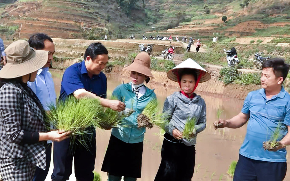 Lãnh đạo huyện Trạm Tấu trực tiếp hướng dẫn người dân gieo cấy lúa vụ Xuân 2024.