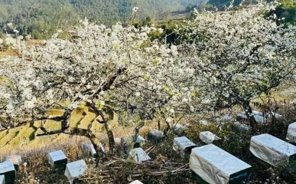Phát huy lợi thế mùa hoa sơn tra, người dân Mù Cang Chải phát triển mô hình nuôi ong lấy mật. Trong ảnh: Các hộ dân nuôi ong dưới tán cây sơn tra.