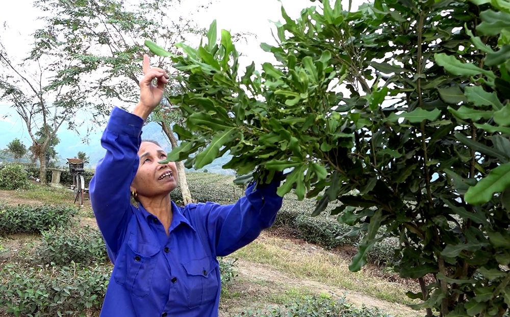 Bà Lê Thị Tuyết kiểm tra sự sinh trưởng, phát triển của cây mắc ca.