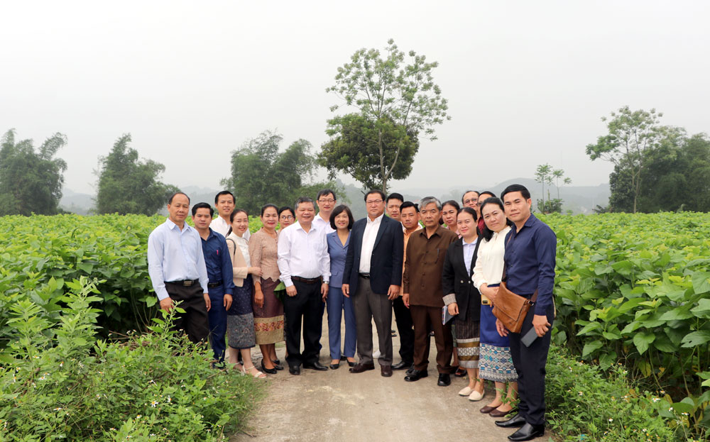 Đoàn thăm quan thực tế tại cánh đồng dâu xã Việt Thành.