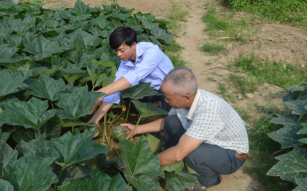 Công chức địa chính - nông lâm xã Sơn Lương cùng với người dân thôn Tành Hanh kiểm tra mô hình trồng bí lấy hạt.
