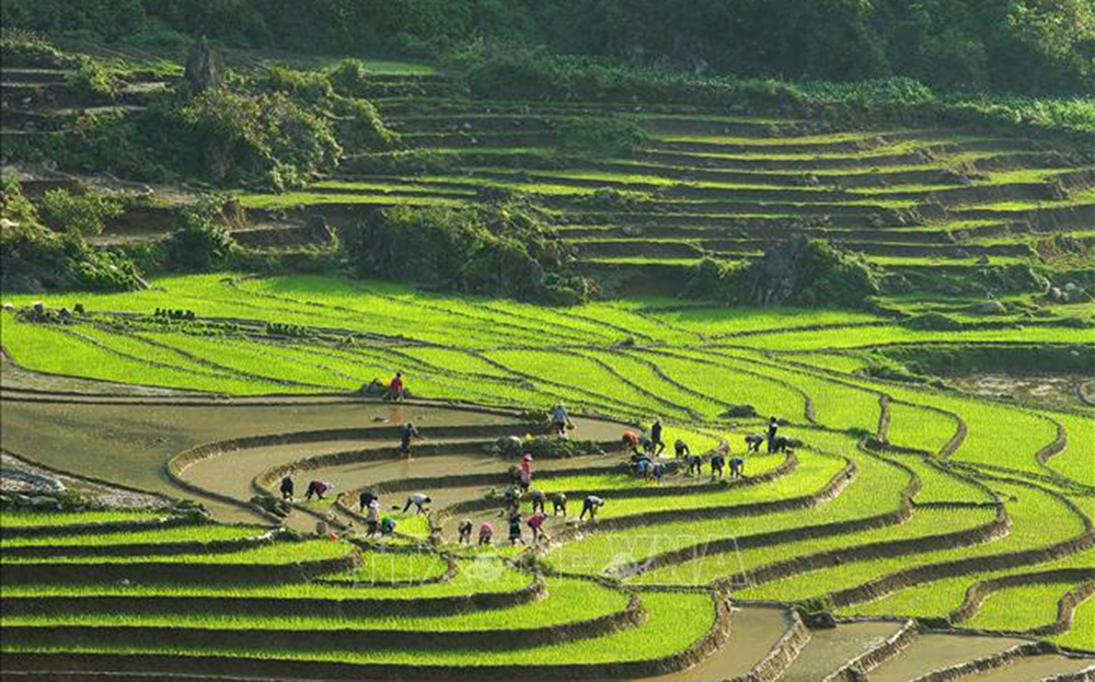 Sắc màu ruộng mạ xanh xen kẽ ruộng mới cày bừa trắng nước chờ cấy lúa trông đẹp như tranh ở Sa Pa (Lào Cai). Ảnh minh họa