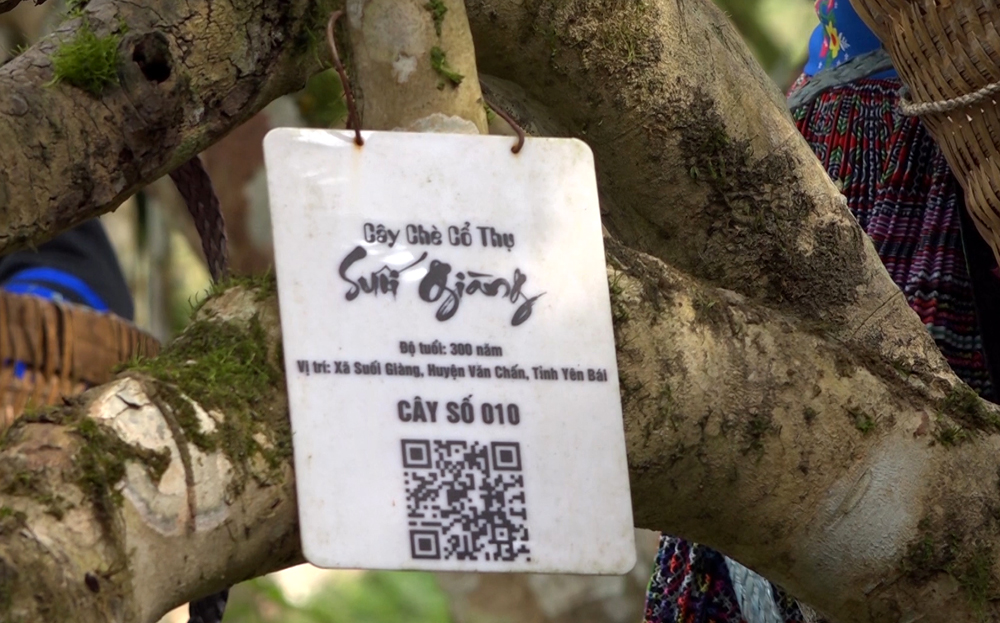 Những cây chè cổ thụ tại xã Suối Giàng, huyện Văn Chấn được số hóa, giúp khách du lịch dễ dàng tìm hiểu về thông tin của từng cây chè cổ thụ