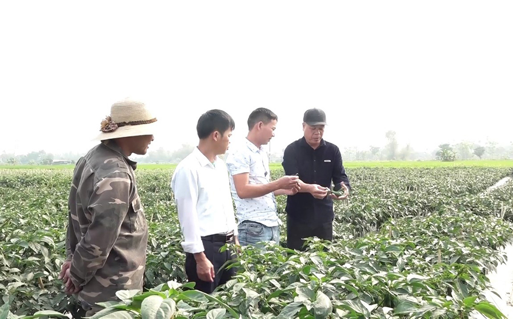 Mô hình trồng ớt xanh xuất khẩu được nông dân xã Thanh Lương đưa vào canh tác, thu nhập cao gấp từ 6-7 lần so với trồng lúa.