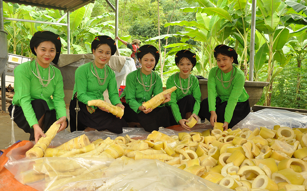 Măng mai Lâm Thượng là một trong những sản phẩm OCOP 3 sao của huyện Lục Yên.