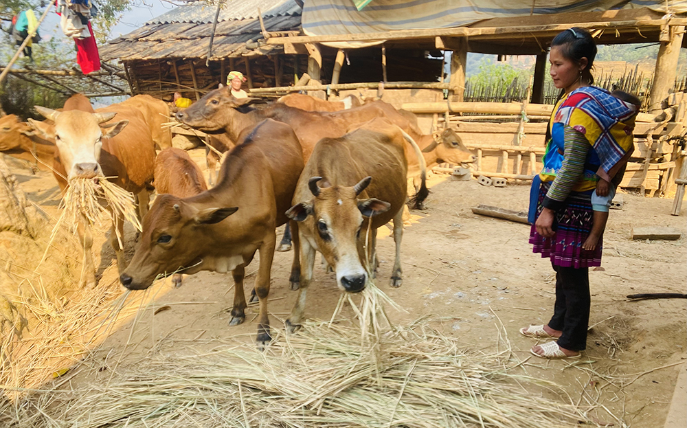 Mô hình chăn nuôi trâu, bò của gia đình chị Tráng Thị Ê ở bản La Phu Khơ, xã Kim Nọi giúp kinh tế gia đình phát triển.