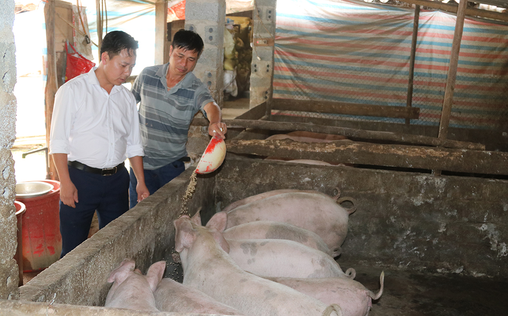 Nhân dân bản Hua Khắt, xã Nậm Khắt, huyện Mù Cang Chải phát triển chăn nuôi lợn theo Nghị quyết 69 của HĐND tỉnh.