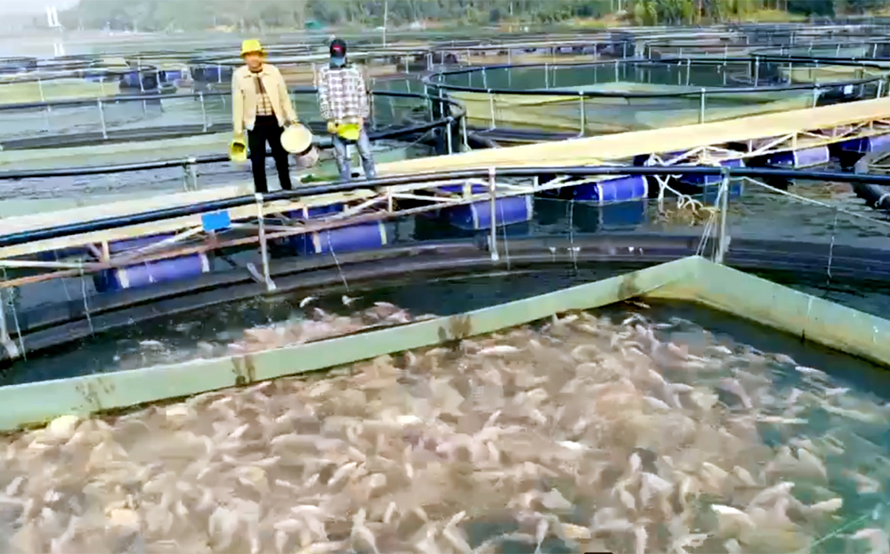 Mô hình phát triển nuôi cá lồng trên hồ Thác Bà mang lại thu nhập ổn định cho người dân.